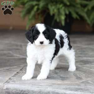 Demi (F1 B), Cavapoo Puppy